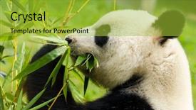  Presentation with eating - Cool new slide deck with panda bear eating bamboo backdrop and a yellow colored foreground
