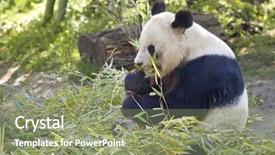  Presentation with vienna - Cool new slides with panda bear eating fresh bamboo backdrop and a seafoam green colored foreground