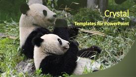  Presentation with eating fish and drink water from pollution oceans - Slide deck with panda bear eating water reed background and a tawny brown colored foreground