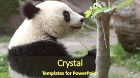  Presentation with eating fish and drink water from pollution oceans - Colorful PPT theme enhanced with panda bear eating water reed backdrop and a  colored foreground