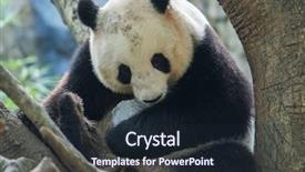  Presentation with tree - PPT theme having panda bear sitting in tree background and a wine colored foreground