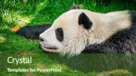  Presentation with tourist - Cool new PPT layouts with panda bear sleeping on grass backdrop and a tawny brown colored foreground