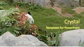  Presentation with zoo - PPT theme featuring panda eat bamboo at zoo background and a tawny brown colored foreground