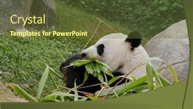  Presentation with zoo - Amazing PPT theme having panda-eat-bamboo-at-zoo backdrop and a tawny brown colored foreground