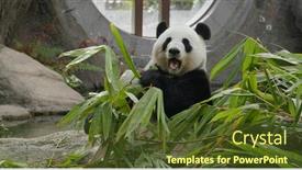  Presentation with eat - Beautiful theme featuring panda-eat-bamboo-at-zoo backdrop and a tawny brown colored foreground