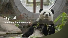  Presentation with zoo - Presentation theme consisting of panda-eat-bamboo-at-zoo background and a dark gray colored foreground