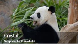  Presentation with bamboo - Theme enhanced with panda eating fresh bamboo roots background and a black colored foreground