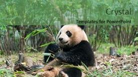  Presentation with black bear - PPT layouts having panda-eating-shoots-of-bamboo background and a seafoam green colored foreground