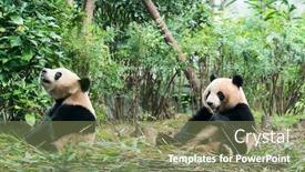  Presentation with black bear - Audience pleasing slide deck consisting of panda-eating-shoots-of-bamboo backdrop and a violet colored foreground