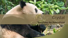  Presentation with black bear - PPT theme featuring panda-eating-shoots-of-bamboo background and a coral colored foreground