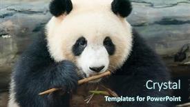  Presentation with black bear - Audience pleasing slide set consisting of panda-eating-shoots-of-bamboo backdrop and a wine colored foreground