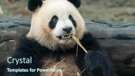  Presentation with black bear - Cool new theme with panda-eating-shoots-of-bamboo backdrop and a wine colored foreground