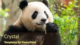  Presentation with black bear - Colorful slide set enhanced with panda-eating-shoots-of-bamboo backdrop and a tawny brown colored foreground