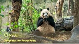  Presentation with black bear - Audience pleasing PPT theme consisting of panda-eating-shoots-of-bamboo backdrop and a tawny brown colored foreground