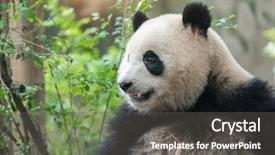  Presentation with animals nature - Slide deck featuring panda on nature background wild background and a  colored foreground