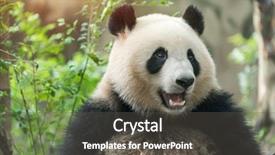  Presentation with animals nature - Cool new theme with panda on nature background wild backdrop and a  colored foreground