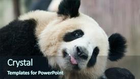  Presentation with animals nature - Colorful presentation enhanced with panda on nature background wild backdrop and a wine colored foreground