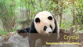  Presentation with animals nature - Cool new slides with panda-on-nature-background-wild backdrop and a violet colored foreground