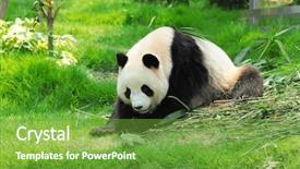  Presentation with panda cartoon - Colorful presentation design enhanced with panda backdrop and a tawny brown colored foreground