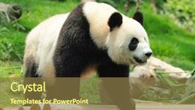  Presentation with panda cartoon - Beautiful theme featuring panda backdrop and a tawny brown colored foreground
