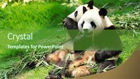  Presentation with panda cartoon - PPT theme featuring panda background and a tawny brown colored foreground