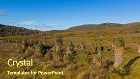  Presentation with growing tree - PPT layouts consisting of pandani distinctive endemic angiosperm plant background and a tawny brown colored foreground