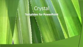  Presentation with green leaves - PPT theme enhanced with pandanus-odorifer-leaves-background-green background and a seafoam green colored foreground