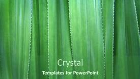  Presentation with green leaves - Presentation theme with pandanus-odorifer-leaves-background-green background and a ocean colored foreground