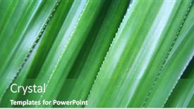  Presentation with green leaves - Presentation theme featuring pandanus-odorifer-leaves-background-green background and a shamrock green colored foreground