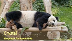  Presentation with sleep - Colorful PPT theme enhanced with pandas - panda sleep on the wood backdrop and a tawny brown colored foreground