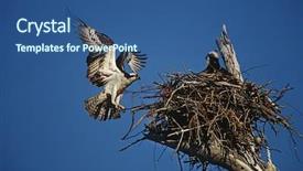  Presentation with technology in adult education - Colorful presentation theme enhanced with pandion haliaetus returning to nest backdrop and a ocean colored foreground
