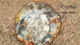  Presentation with fossils petrified fossil shells - Beautiful slide deck featuring pangea - colorful petrified wood detail backdrop and a coral colored foreground