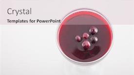  Presentation with currant - Slide set featuring panna cotta with fresh berry black currant and berry jam background and a soft green colored foreground