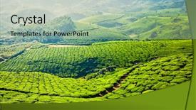  Presentation with tea plantation - Amazing presentation having panorama of green tea plantation backdrop and a mint green colored foreground