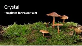  Presentation with mushrooms - Presentation theme having panorama-of-several-brown-mushrooms background and a black colored foreground