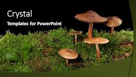  Presentation with mushrooms - Presentation design consisting of panorama-of-several-brown-mushrooms background and a black colored foreground
