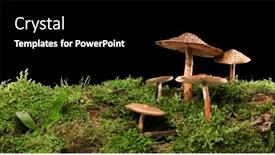  Presentation with mushrooms - Slide set having panorama-of-several-brown-mushrooms background and a black colored foreground