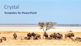  Presentation with panorama old tbilisi - Slide deck featuring panorama-of-wildebeests-in-etosha background and a light blue colored foreground