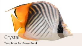  Presentation with sea coral - Presentation theme having panorama-underwater-coral-reef background and a soft green colored foreground