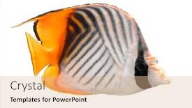  Presentation with sea coral - Slide set enhanced with panorama-underwater-coral-reef background and a coral colored foreground