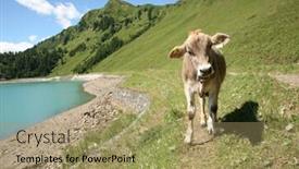  Presentation with cow - Colorful theme enhanced with panorama-with-cow backdrop and a coral colored foreground