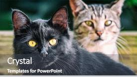  Presentation with black yellow - Presentation design having panoramic crop house pets animal background and a dark gray colored foreground