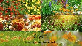  Presentation with panoramic - Presentation theme having easter wide - set panoramic photos variety flowering background and a gold colored foreground