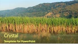 Presentation with cane - Theme consisting of panoramic scenery of sugar cane background and a tawny brown colored foreground