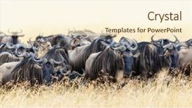  Presentation with panoramic - Cool new slide deck with panoramic shot of a herd backdrop and a cream colored foreground