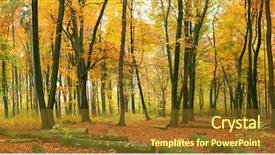  Presentation with forest - Beautiful slide deck featuring panoramic trees - autumn forest backdrop and a tawny brown colored foreground
