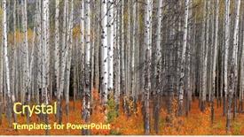  Presentation with autumn view autumn nature - PPT layouts having panoramic view of aspen trees background and a tawny brown colored foreground