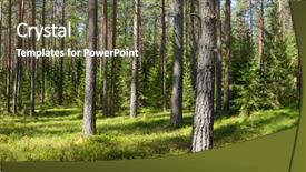  Presentation with panoramic - Cool new theme with panoramic view of conifer forest backdrop and a tawny brown colored foreground