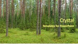  Presentation with tropical top view summer botanical - PPT layouts enhanced with panoramic view of conifer forest background and a tawny brown colored foreground