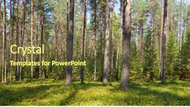  Presentation with panoramic - Amazing PPT theme having panoramic view of fir forest backdrop and a tawny brown colored foreground